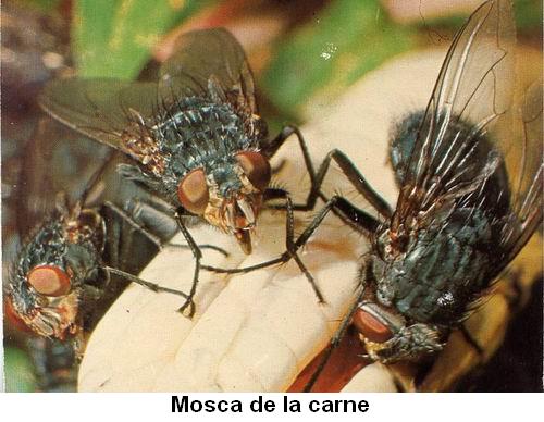 Mosca de la carne.jpg